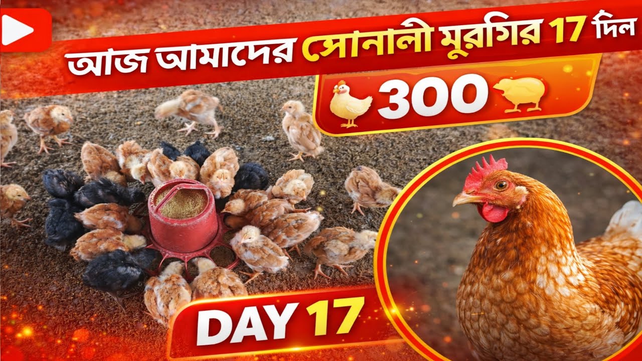 সোনালী মুরগি বয়স ১৭ দিন 🐓#আকাশ শখের খামার @ShokherKhamar @-krishighar6658@bismillahagro@কৃষিখামার