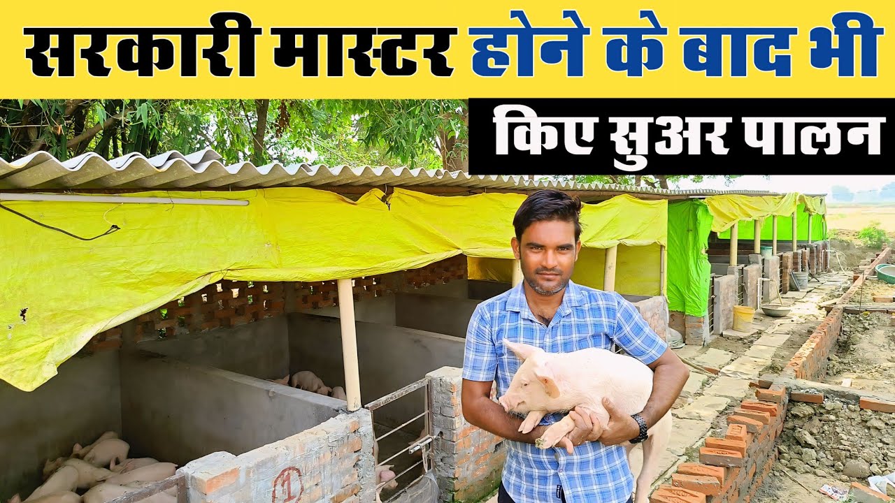 सरकारी मास्टर होने के बावजूद भी किए सुअर पालन 🐖 | Pig Farming