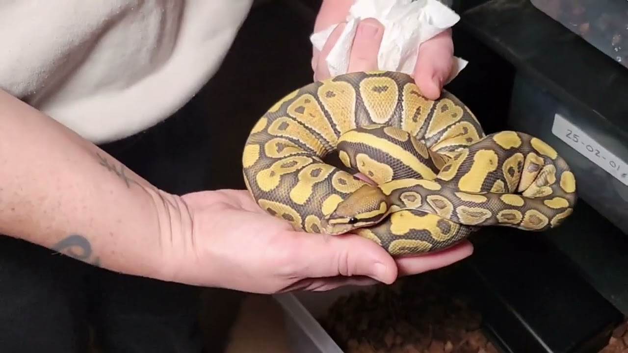 Check out The BABIES!!!!! Ball Python hatchlings #ballpython #minnesota #hatching