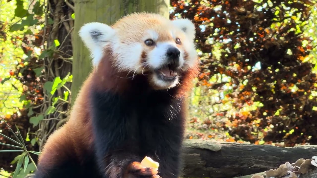 Zoo Knoxville red panda keeper chat 10-12-25