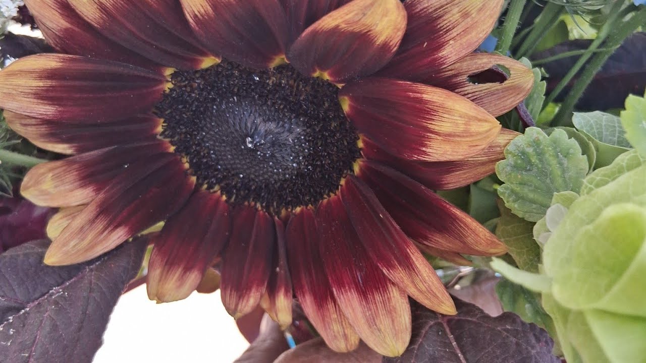 Looking for queen bee hopefully without getting attacked.