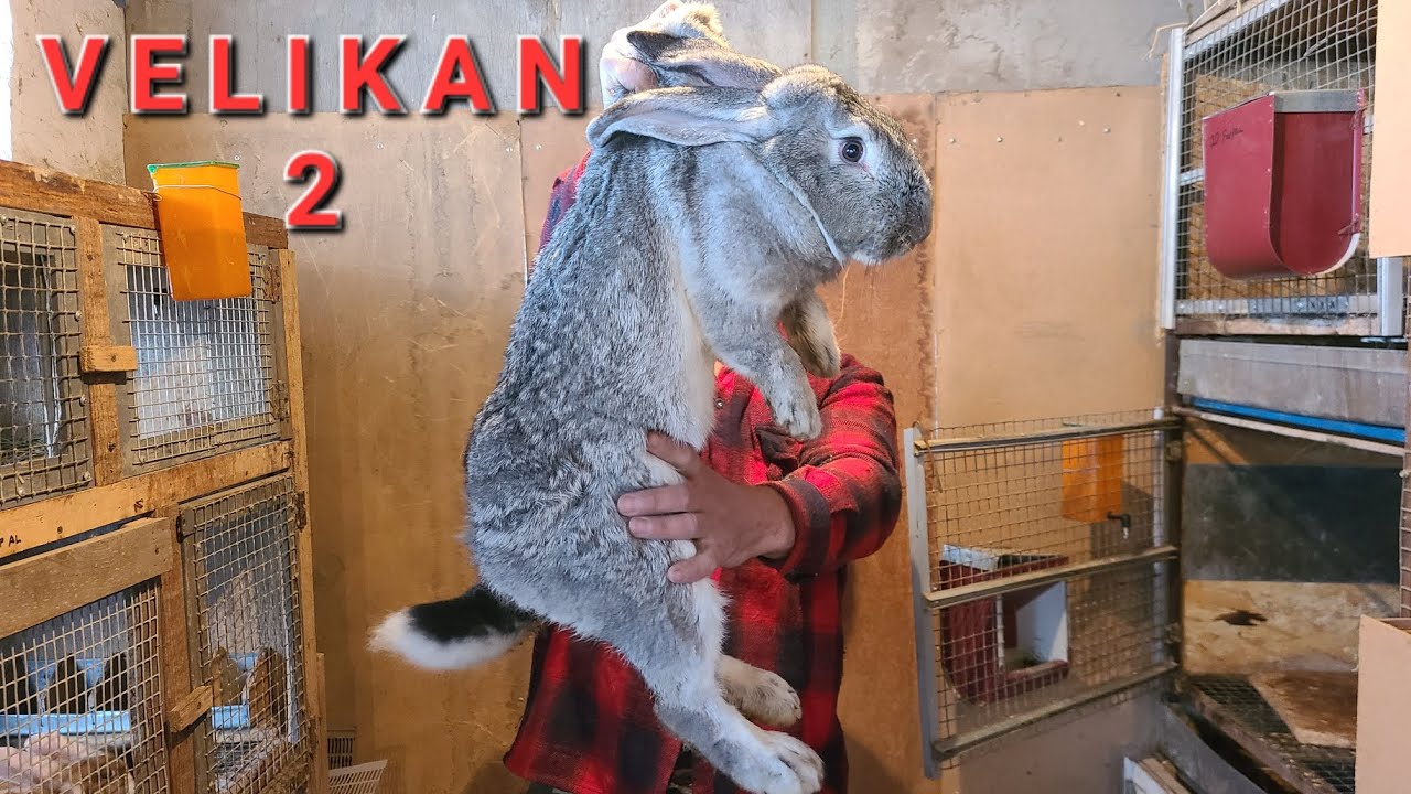 Bir xonadonda yaxshi velikanla borakan #velikan #великан #кролик #quyon #gosht
