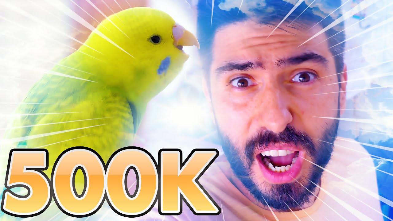 Funny Budgie Videos + 500K Youtube PlayButton for Alen AxP