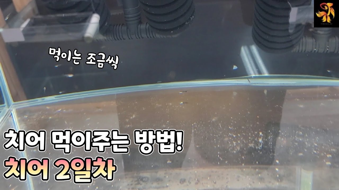구피치어 키우기 ~~  2일째 ~~