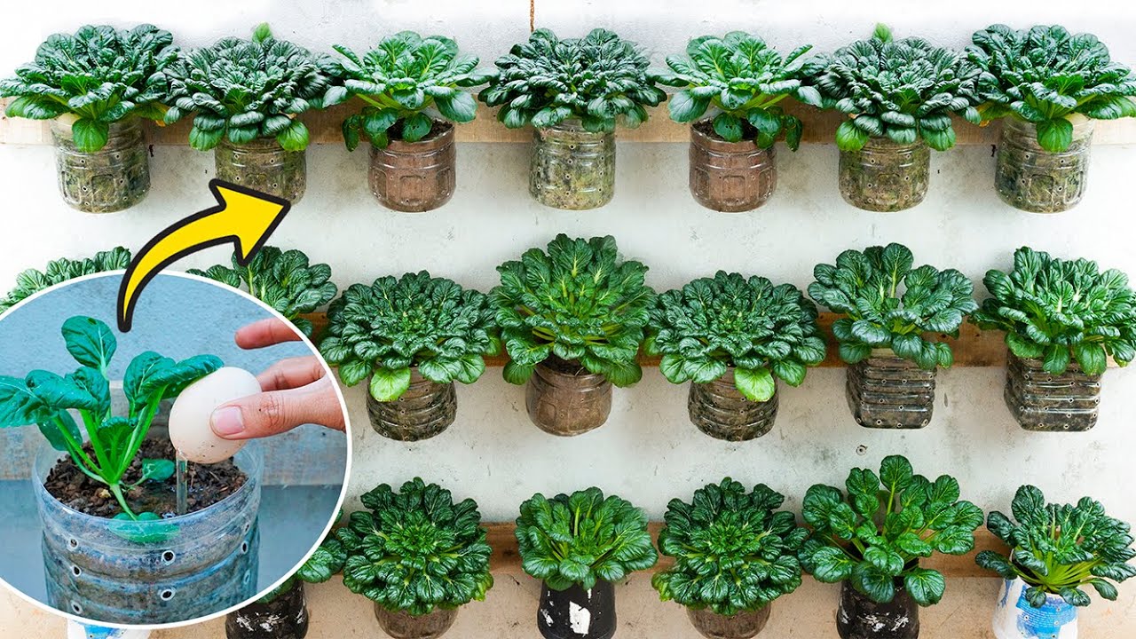 Grow Tatsoi Plant in Plastic Hanging Bottles, growing vegetable with eggs at home is easy