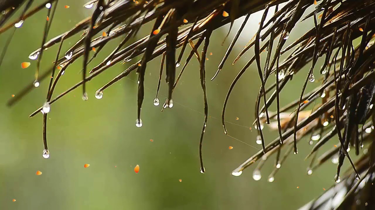 Una hora instrumental cristiana con sonidos de naturaleza