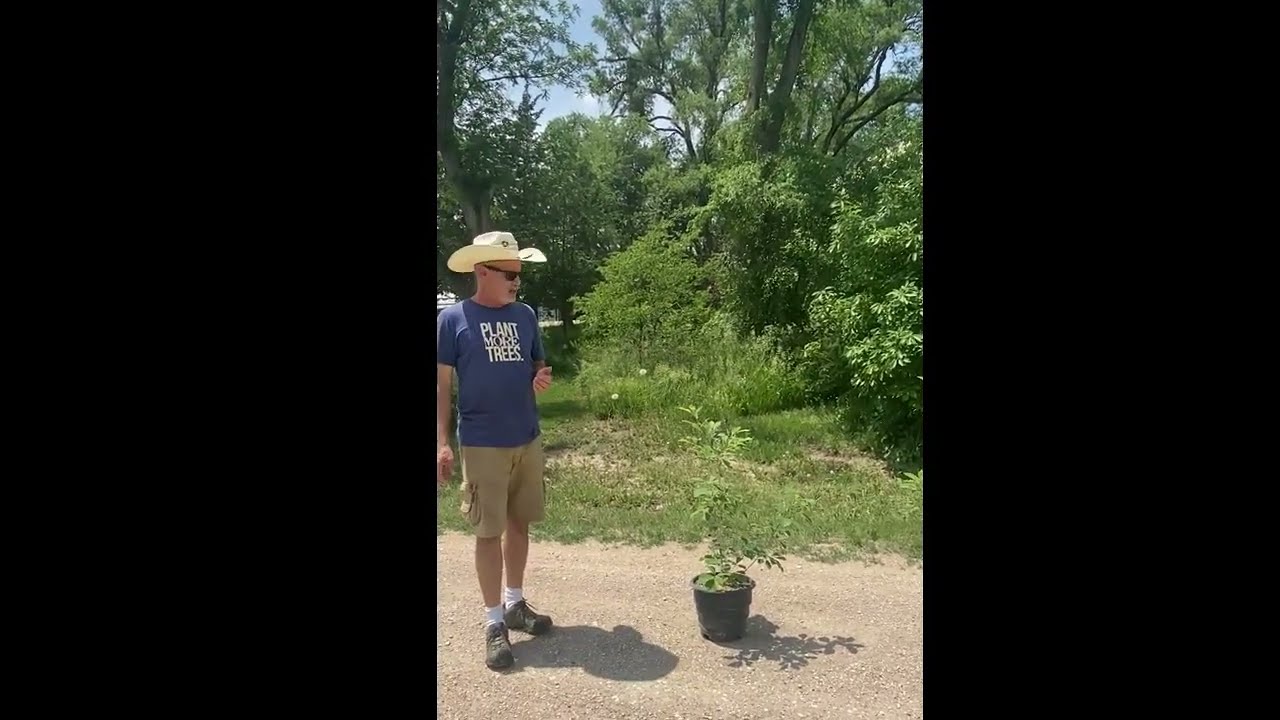 The Dwarf Chinkapin Oak