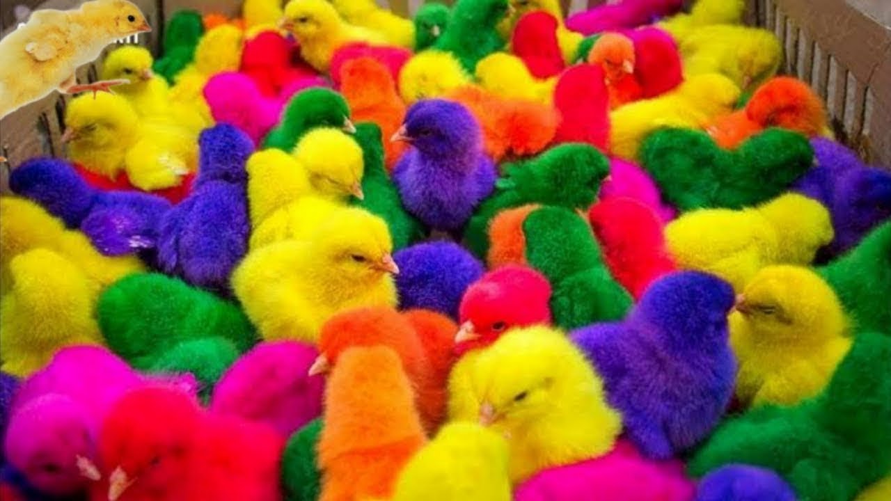 World Cute Chickens, Colorful Chickens, Rainbows Chickens, Cute Ducks, Cat, Rabbits,Cute Animals🐤🐣🦆🐟