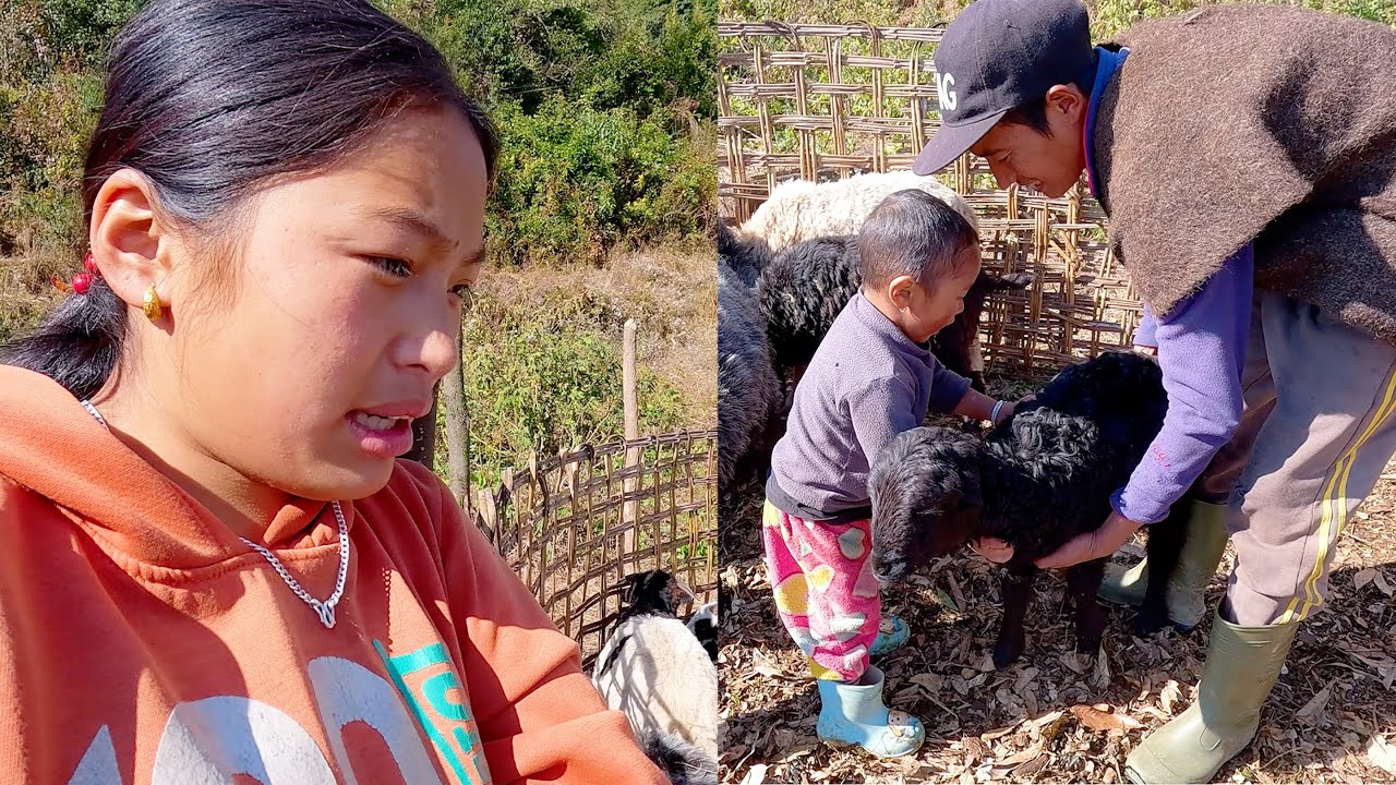 somuhang's family in the Himalayan territory || shepherd life of Nepal || Himalayan Nepal ||