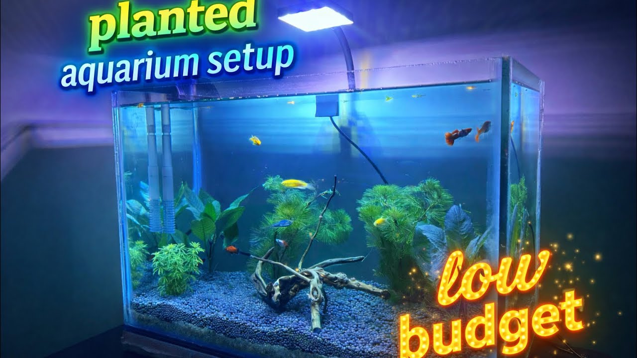Planted aquarium setup | low budget | guppies tetras | 