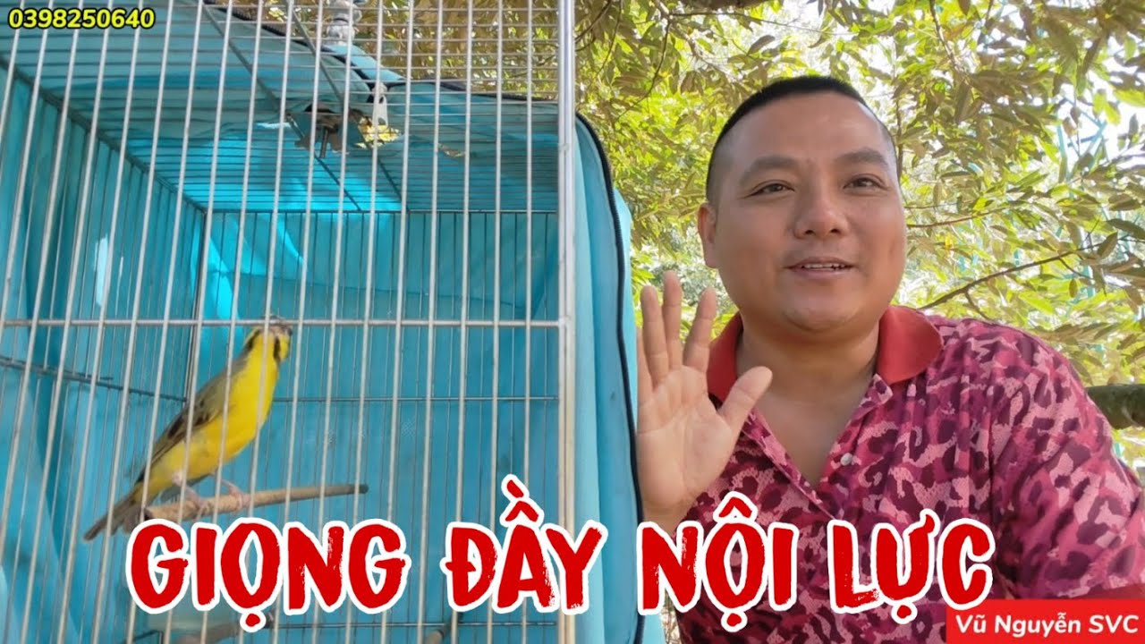 GIỚI THIỆU DÒNG CHIM THẠNH YẾN. green singer finch