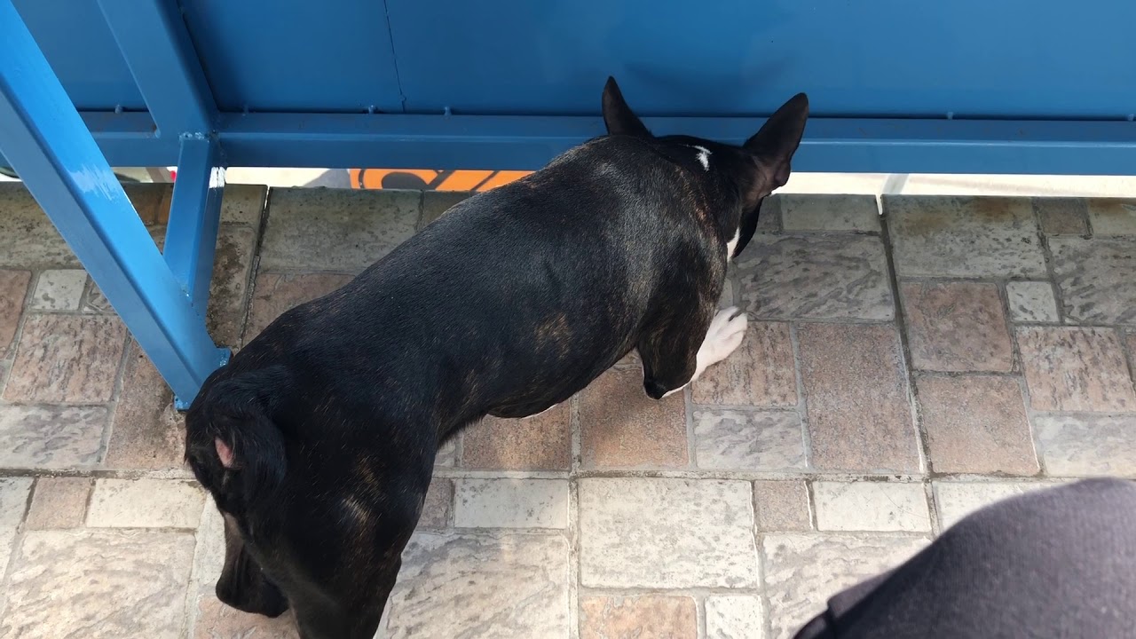 Funny Boston terrier barking at cars and people passing by from the balcony