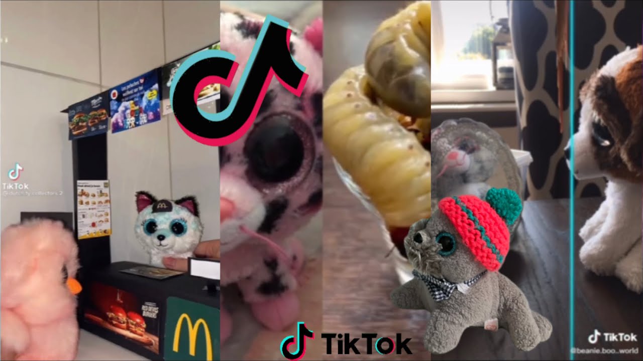 Beanie Boo TikTok, которые я сохранил без колебаний