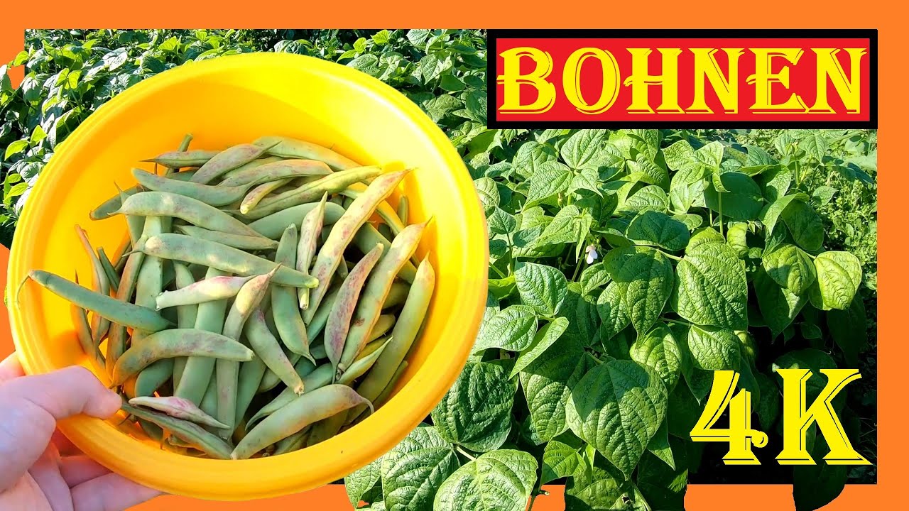 Buschbohnen im Garten anbauen - Buschbohnen Aussaat bis Ernte im Freiland - Bohnen im eigenen Garten