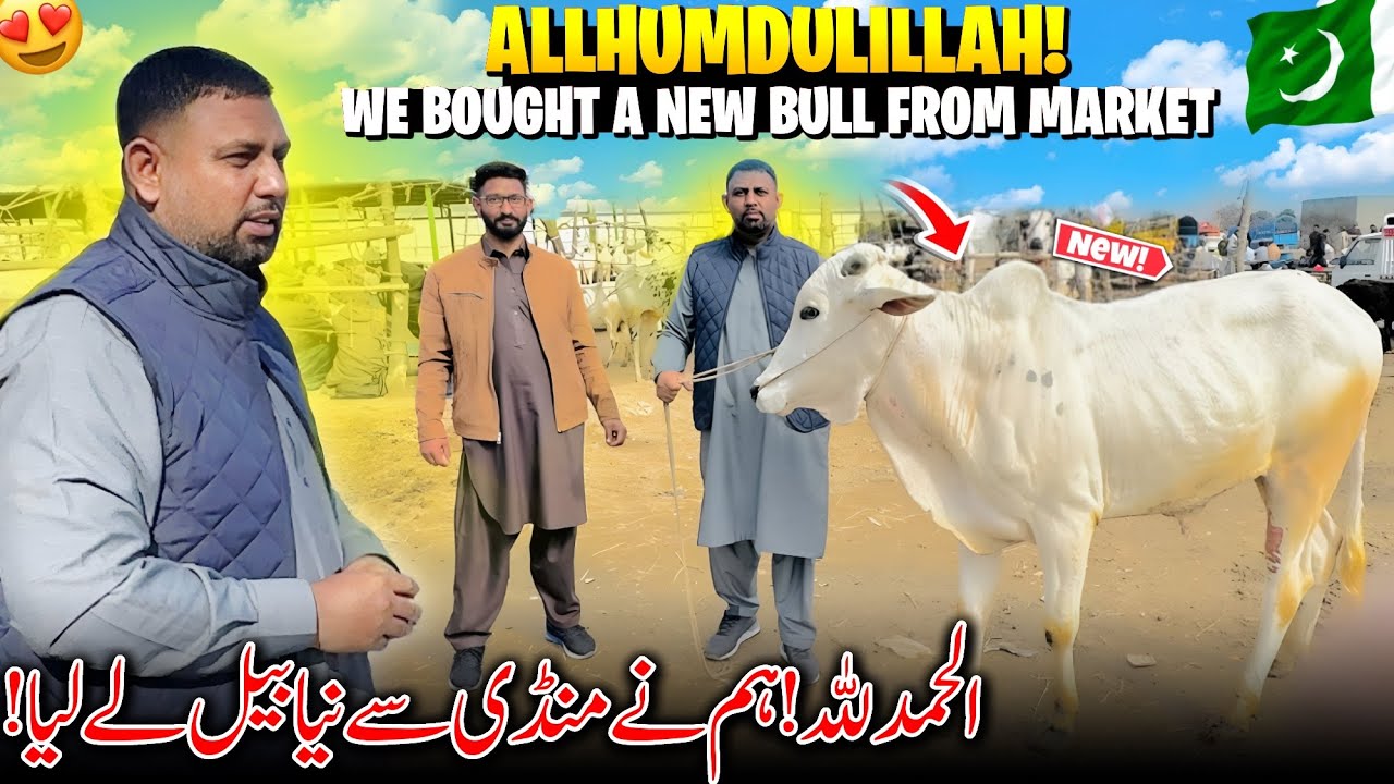 Allhumdulillah! 😍 We Bought New Bull From Market In Pakistan~ 🇵🇰 | Ham Ne New Bull Le Liya |FMY Vlog