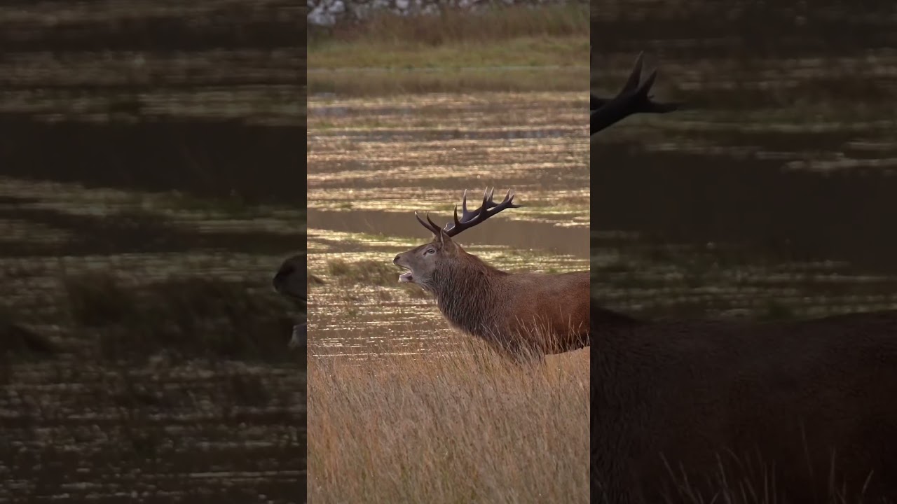 Side profile. Full power. The Red Deer rut in full voice. 
