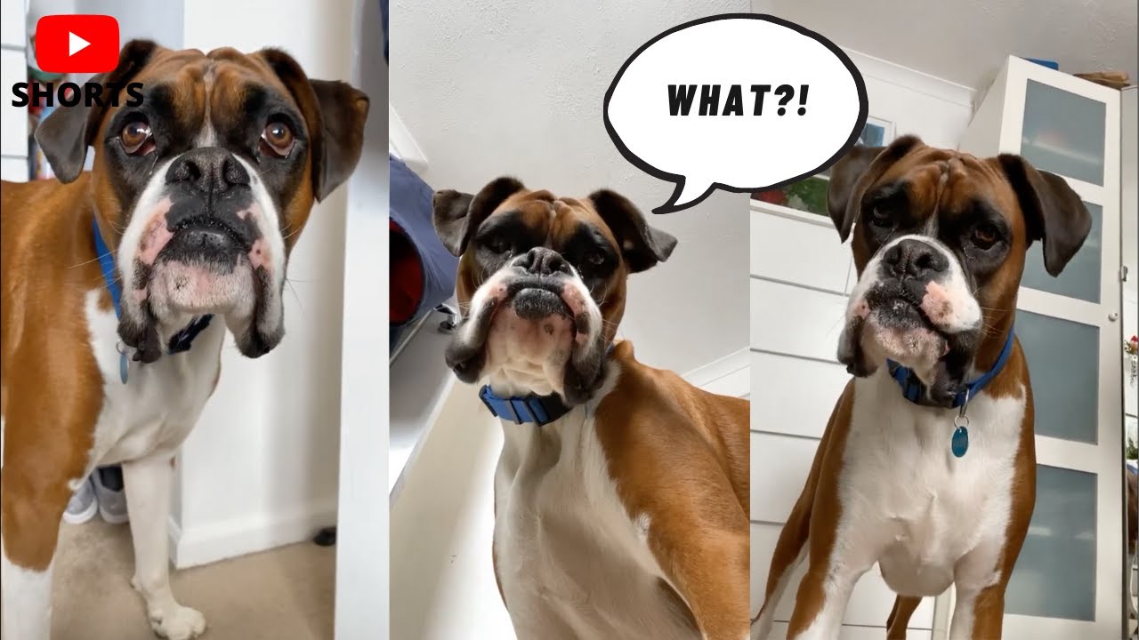 Boxer Dog Head Tilt (funny dog video) #shorts
