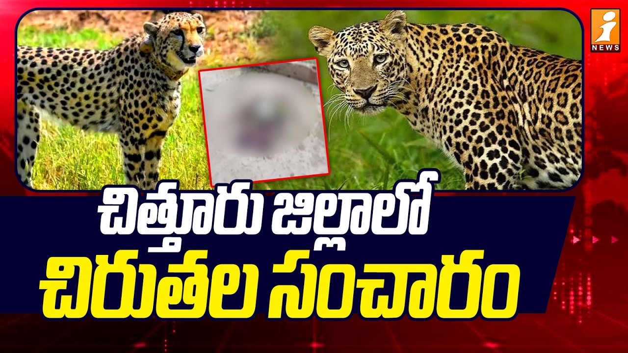 చిత్తూరు జిల్లాలో చిరుతల సంచారం | Leopard Roaming On Roads In Chittoor | iNews