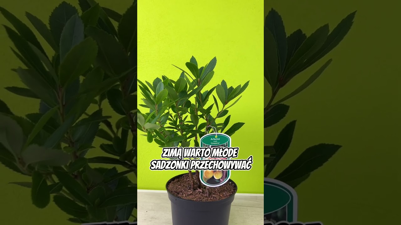 Arbutus #arbutus #shorts #rośliny #ogr&oacute;d #ogrodnictwo #viral #sadzonki #egzotyka #foreyoupage