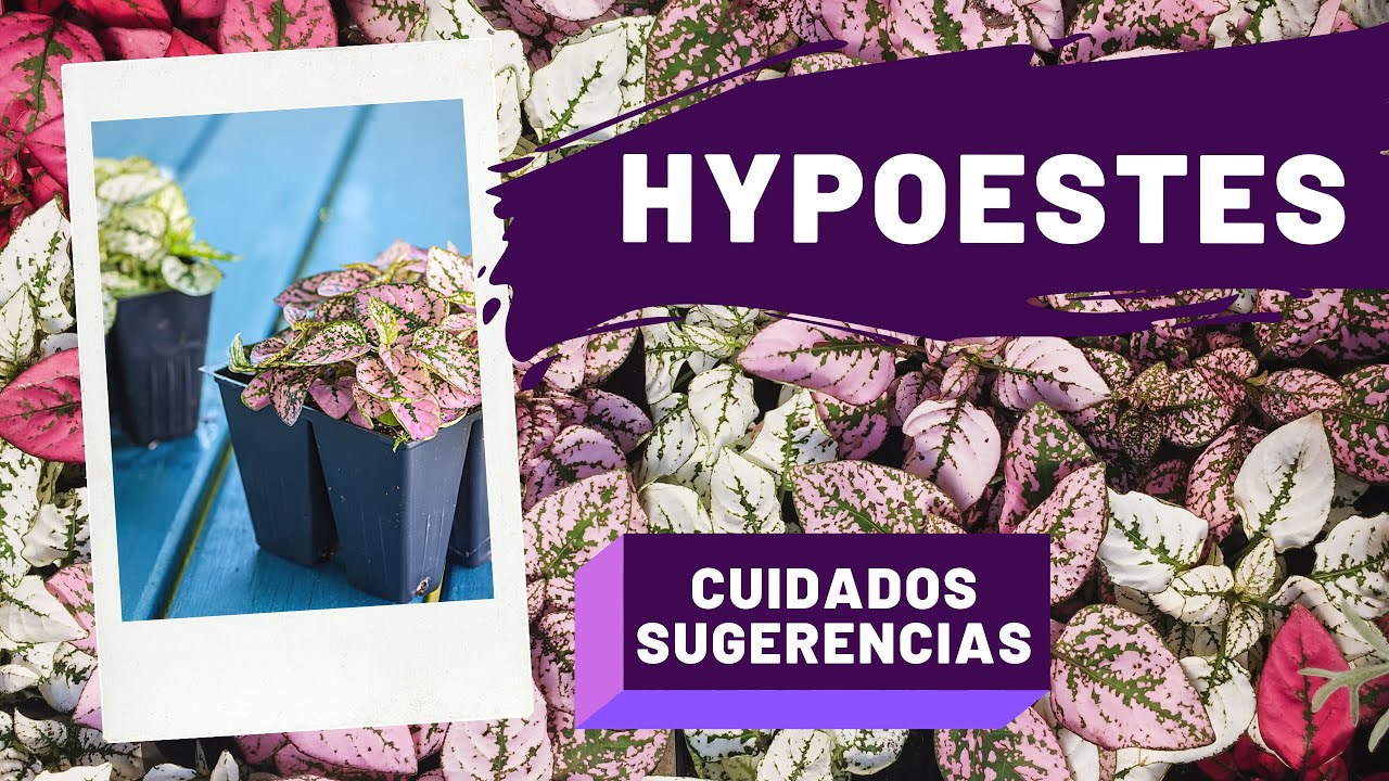 HYPOESTES - PAYASITO | CUIDADOS 🌿🤡