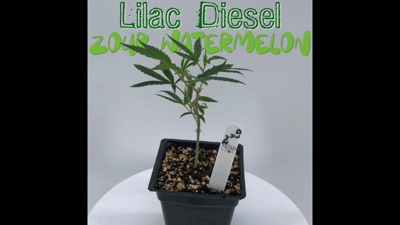 Lilac Diesel x Zour Watermelon Clone