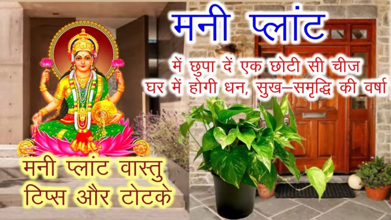 मनी प्लांट के अचूक टोटके और वास्तु टिप्स, सुख- समृद्धि के लिए  इस दिशा में कभी न रखें मनी प्लांट