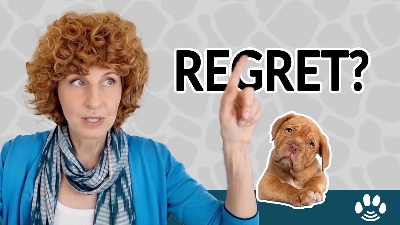 Did I Euthanize My Pet Too Soon? | When to Euthanize a Dog
