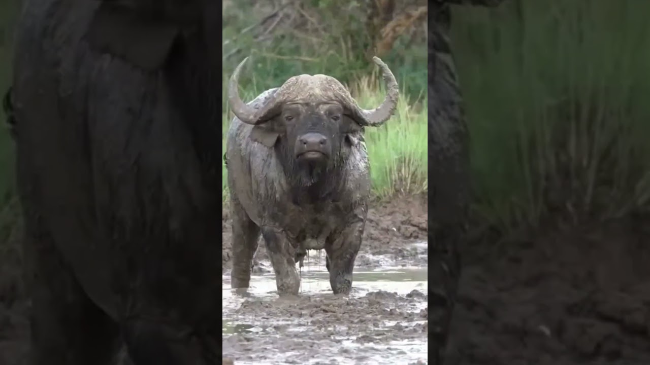 This African bull rises again with all its might. #wildlife