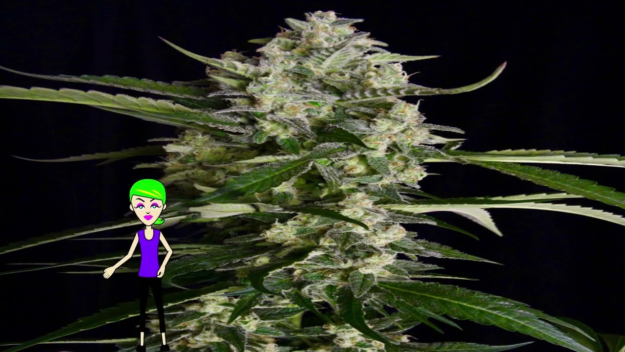 Seriosa - Serious Seeds