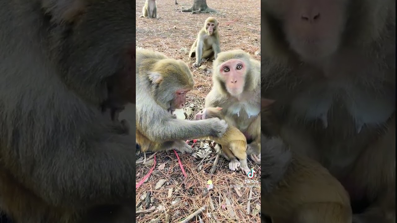 Life of monkeys living in the forest