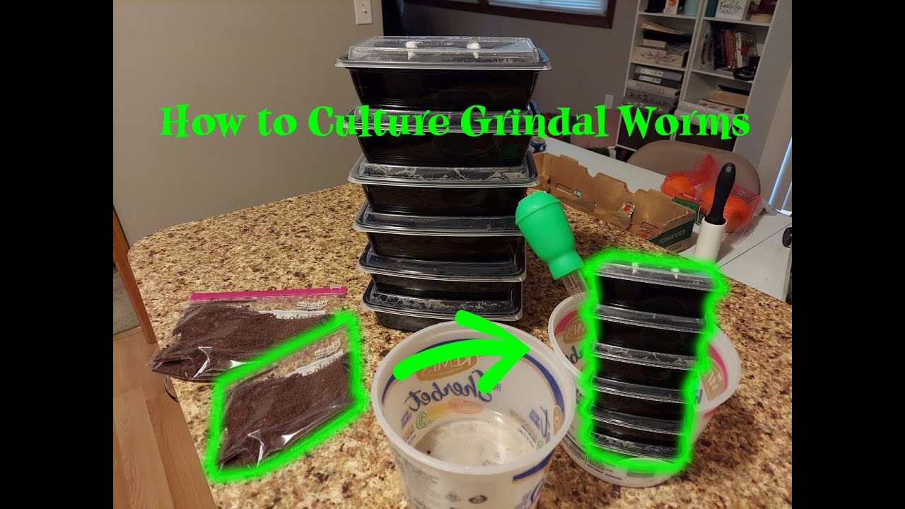 How to Culture Grindal Worms (easy live food forever!)