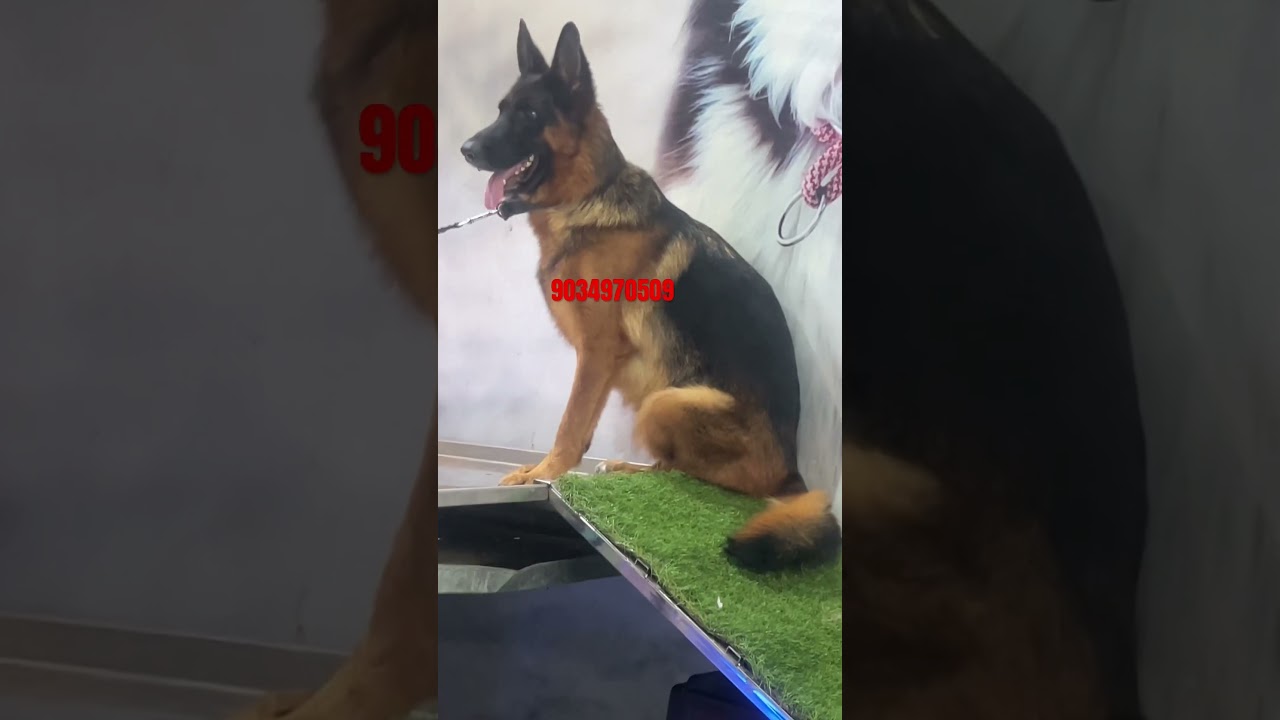 import Pedigree German Shepherd, female 