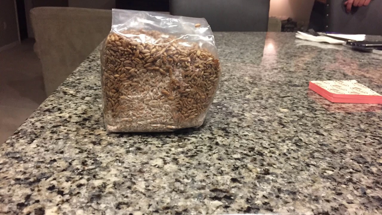 Reishi mushroom mycelium in rye grain spawn bag time lapse. Spawn bags from sign labs