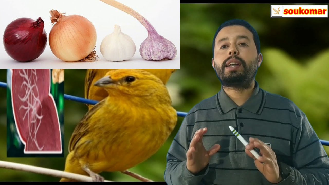 الدود عند الطيور { الأعراض ثم العلاج }