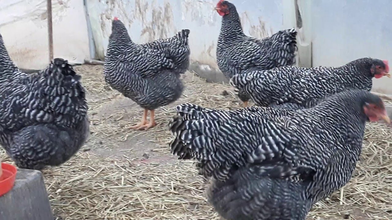Iskustva živinara: Amrok, australorp i leghorn - najbolje koke