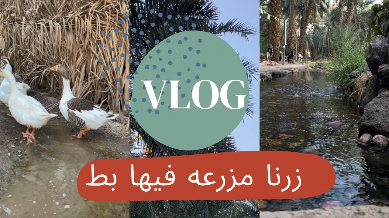 مزرعه في المدينه المنوره فيها بط ..