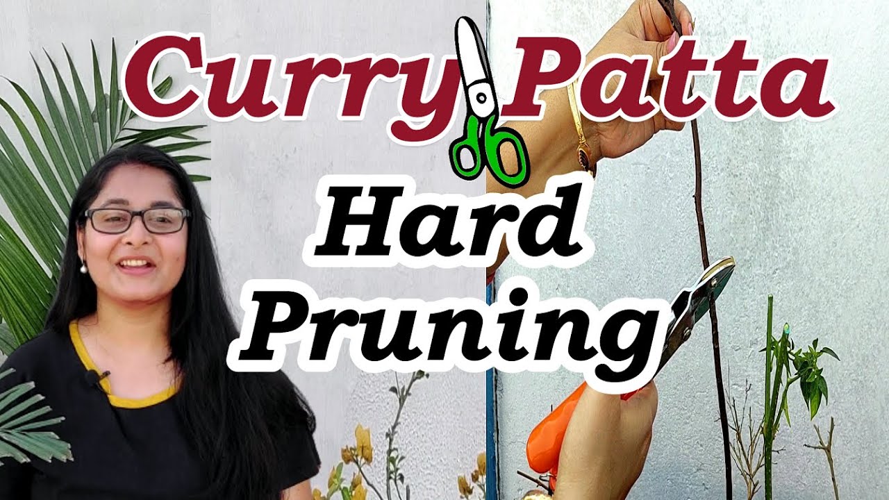 लम्बे करी पत्ता को कैसे घना बनाए / Giveaway contest results / #curryplant #hardpruning