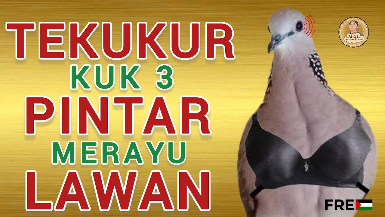 Tekukur Betina Kuk 3 Gacor Suara Tebal Irama Enak Buat Panggilan Tekukur Jantan ‼️