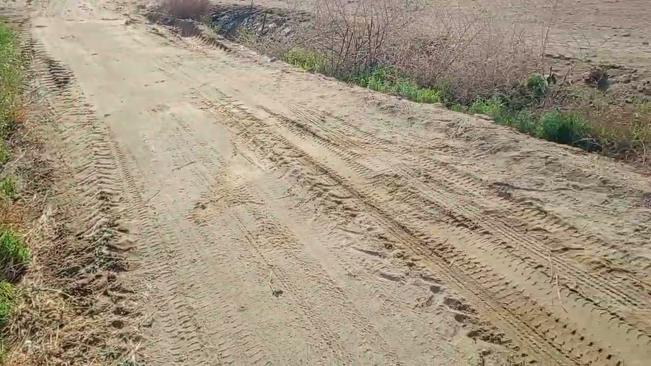 حش البرسيم الحجازي قبل العيد الوادي الجديد الفرافرة 01122474189