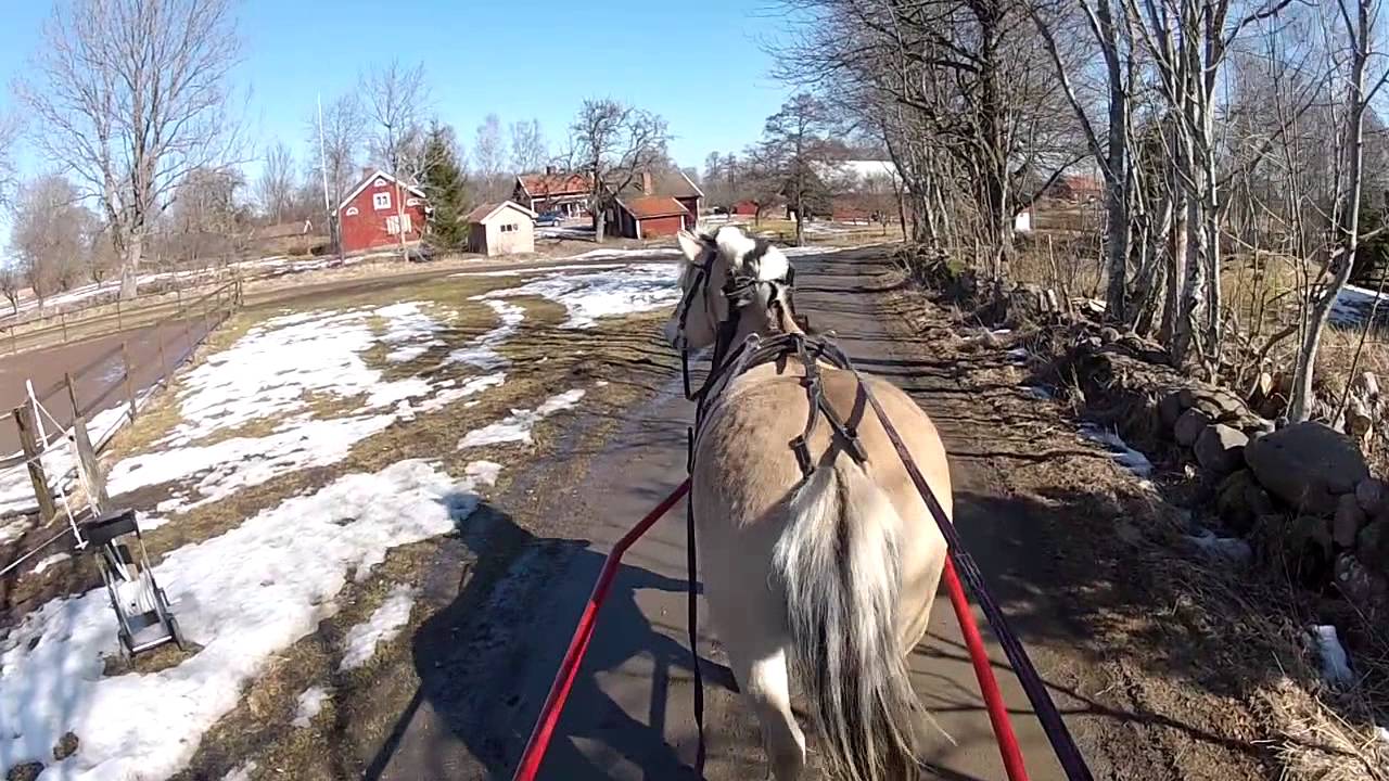 Miranda på körtur, med kuskens tankar
