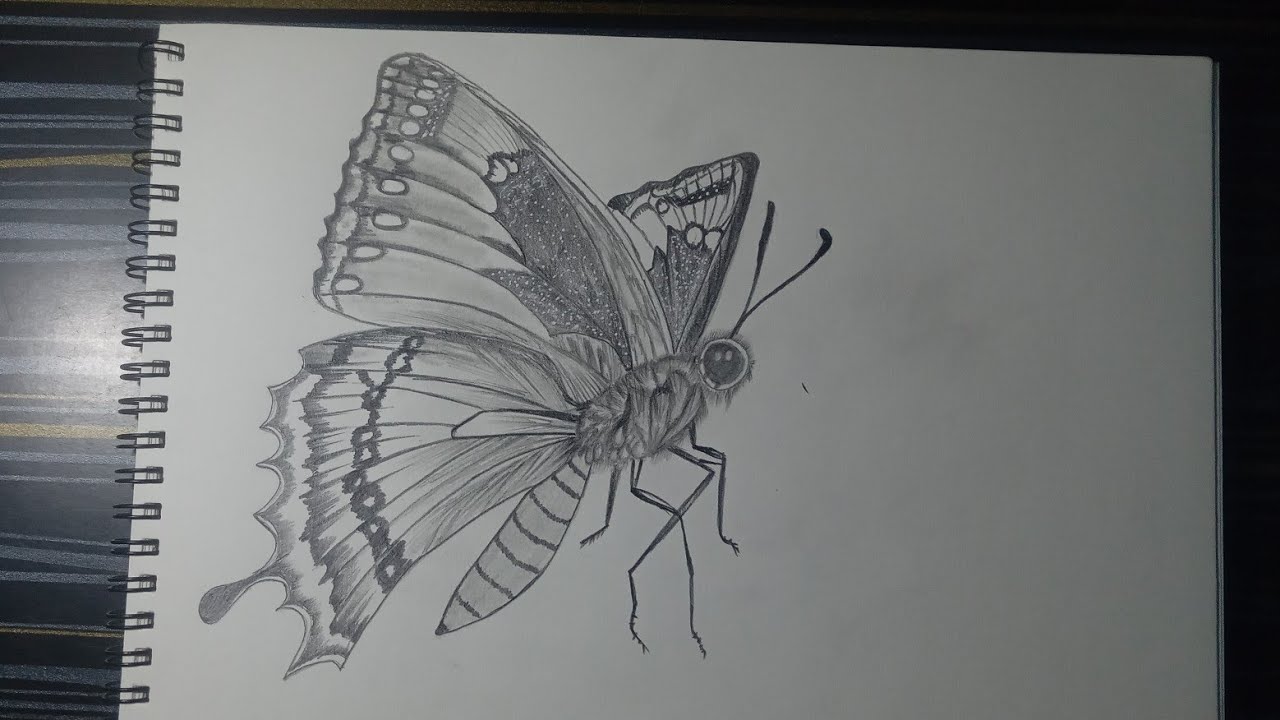 How to draw a butterfly 🦋/pencil sketch tutorial 