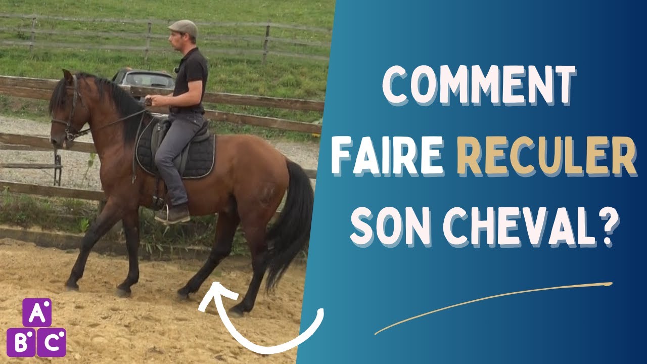 ⭐ Comment apprendre le reculer à son cheval en selle ⭐