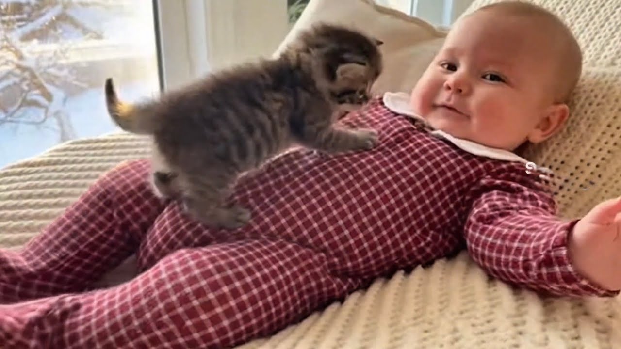 Kitten & Baby Cuddle, Play&hellip; and Fall Asleep