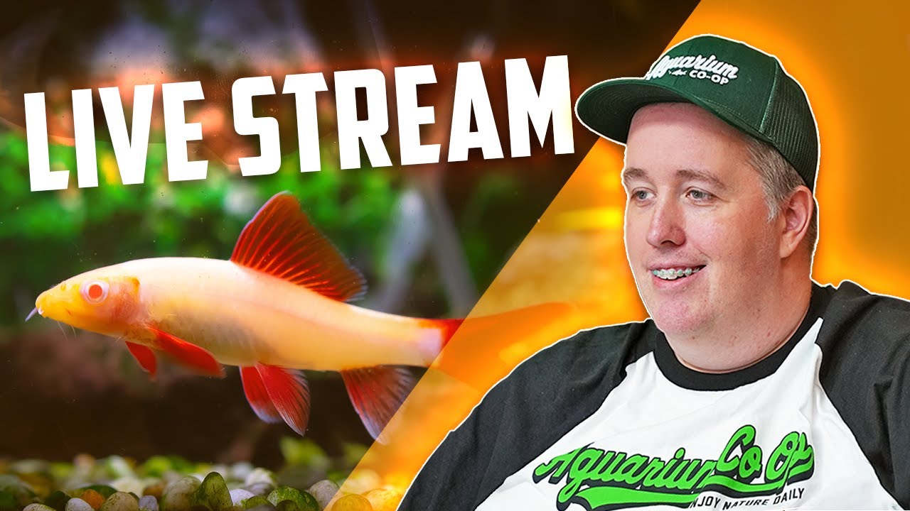 Nerdy Aquarium Talk Live Podcast. Episode 281