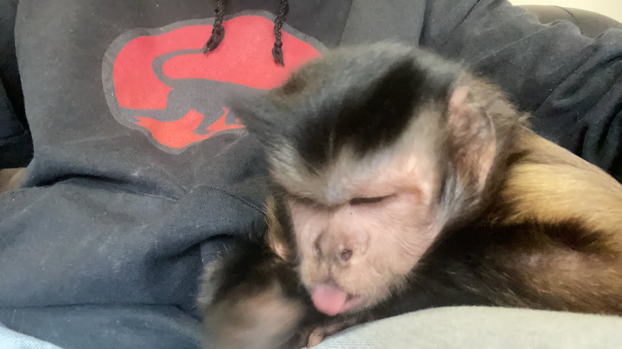 Monkey Princess Sunday Funday! 🐵💗