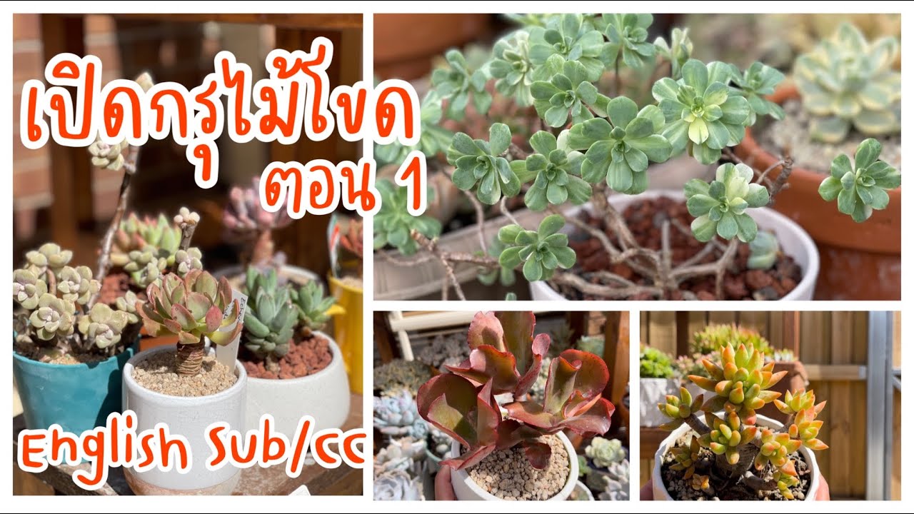 (Eng Sub) Bonsai Style Succulents Part 1 ไม้โขด กุหลาบหิน ไม้อวบน้ำ #58