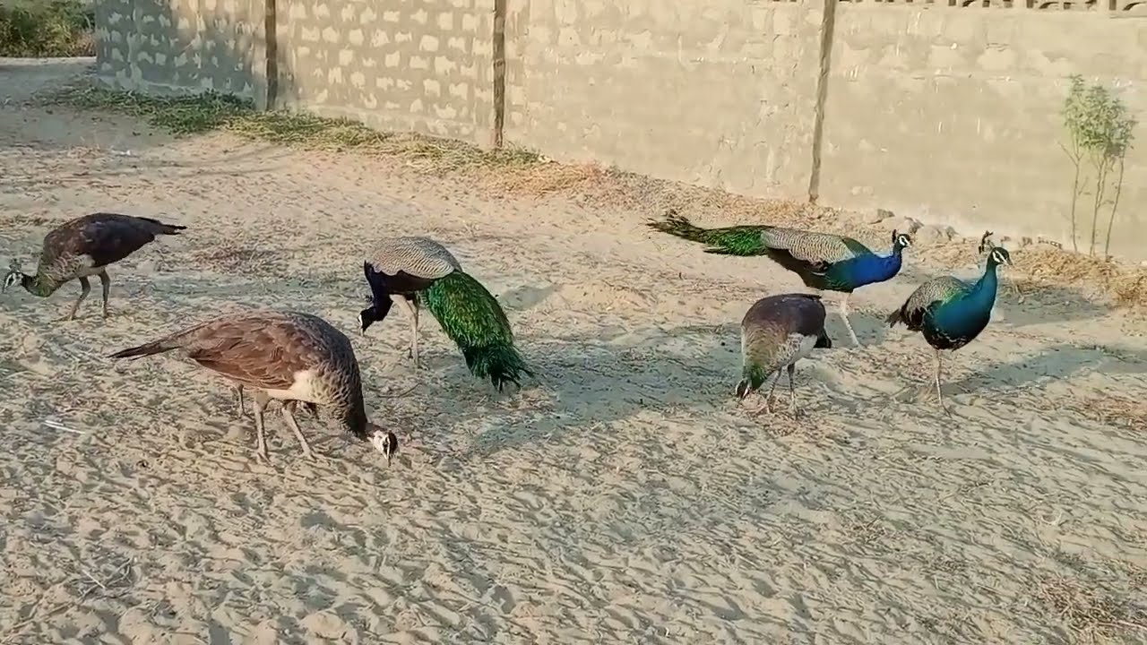 Wow! So Many REAL Peacock & Peahens  | Mor  | Pavo Real | Peacock Hut