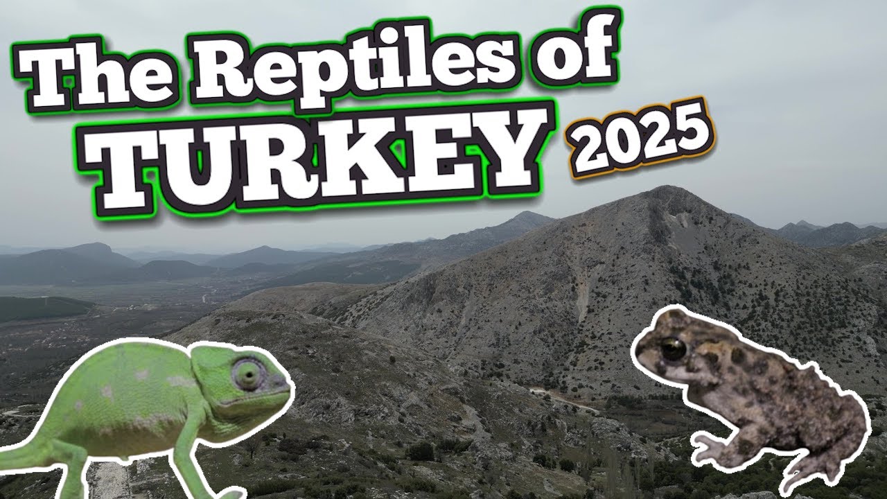 Let's Find Reptiles in Antalya! | Turkey (1/?)