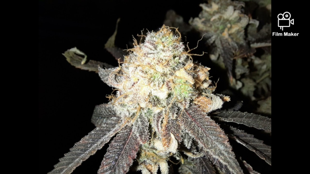 MARS HYDRO 8X8 GROW TENT 5X5 GROW TENT, FC-E6500, FC4800, TSW2000 AND GREEN BUZZ LIQUIDS