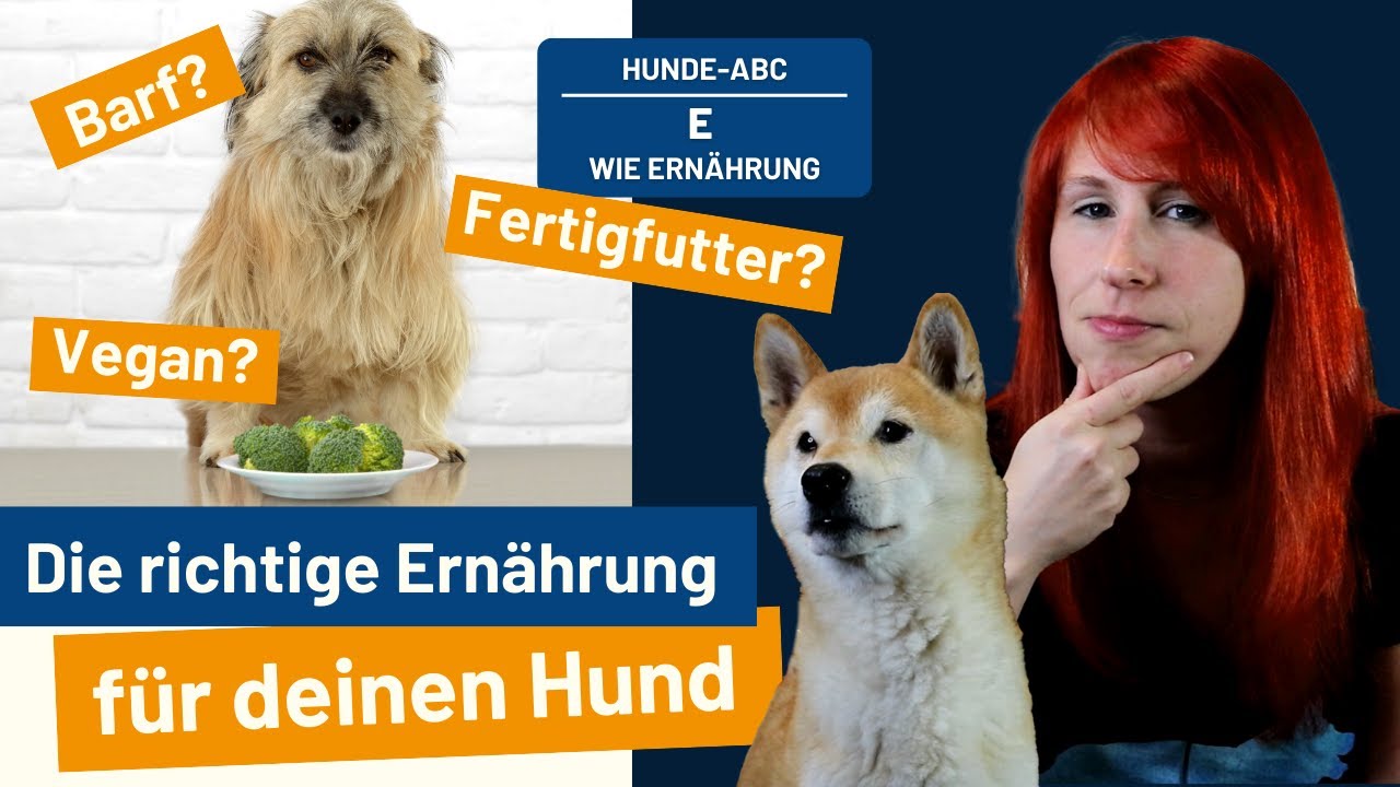 Die richtige Ernährung für deinen Hund - das #hunde -ABC